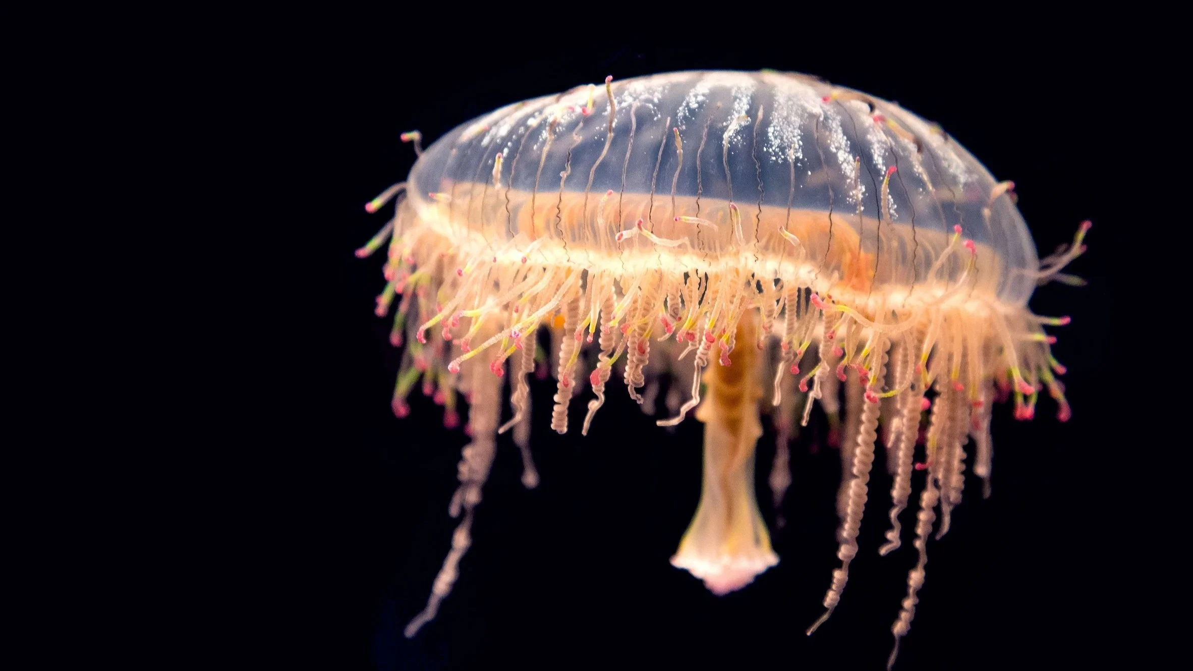 19-20 moss JELLYFISH　156cm JELLYFISH – Moss Snowstick